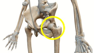 hip joint skeleton model 1 300x171 - 【新常識】美尻になる人はみんな股関節を鍛えています