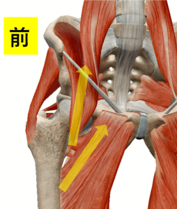 hip joint skeleton model muscle 2 254x300 - 【新常識】美尻になる人はみんな股関節を鍛えています
